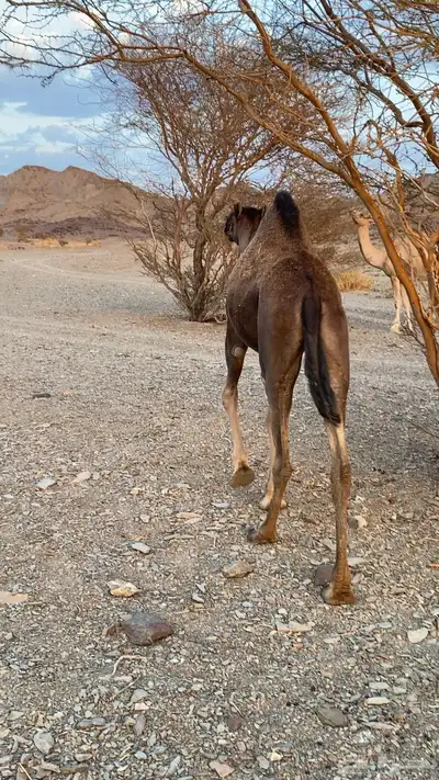بكرة سمين 0