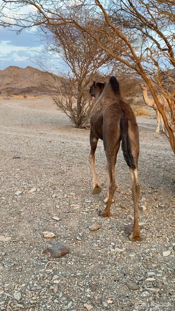 بكرة سمين 0