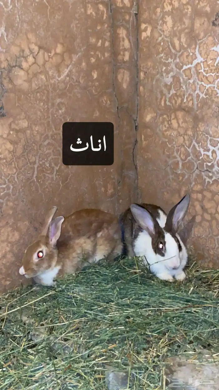 ارانب 0