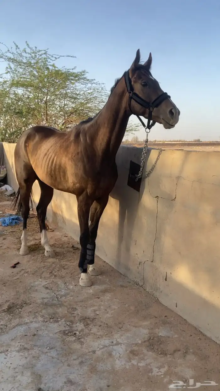احصان اقلينزي سبوق 6