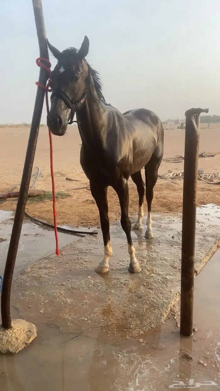 احصان اقلينزي سبوق 1