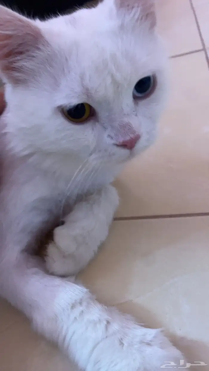 قط للتبني 1