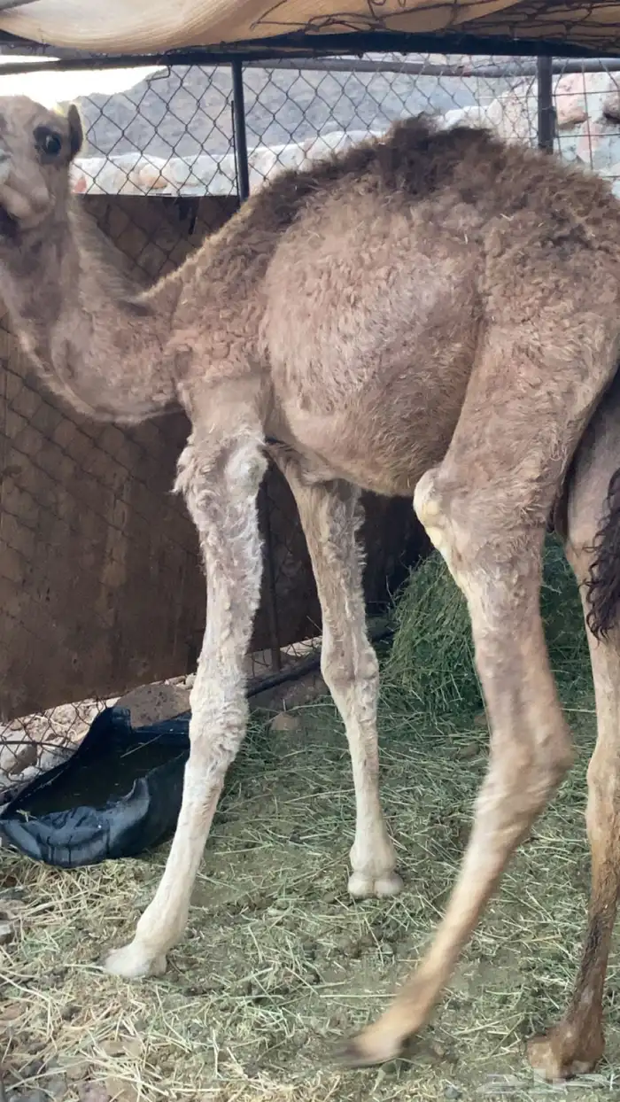 كعود 0