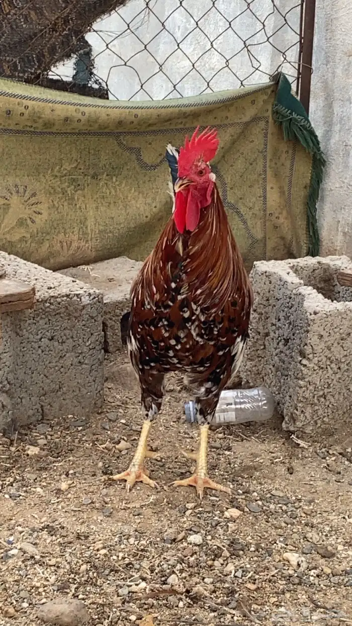 دجاج عربي اصيل 2