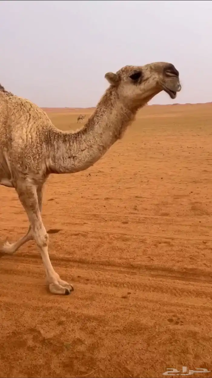 للبيع بعير اشقح منتج انتاجة طيب 5