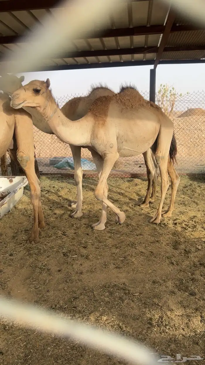 قعدان سواحل مرابي 3شهور ونص 2