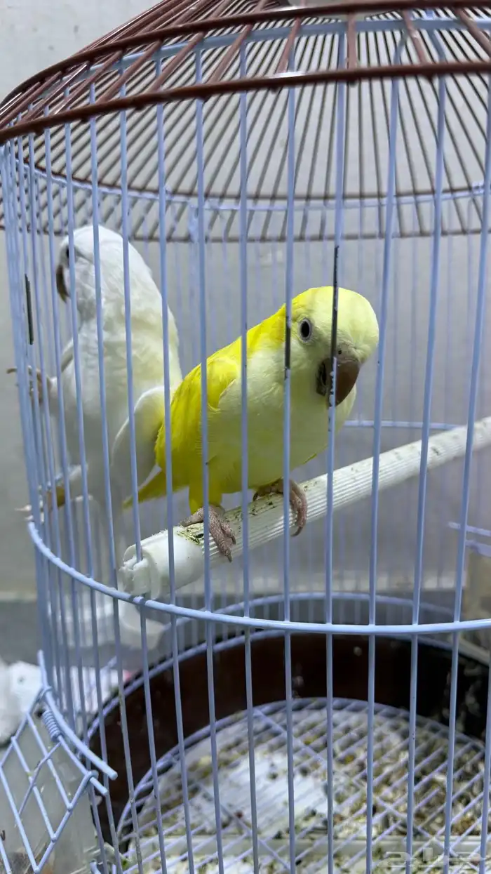 كويكر غير محلل 3