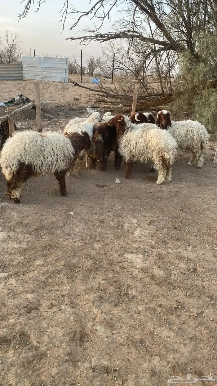 نعيم طليان ورخال كبار وحريات 1