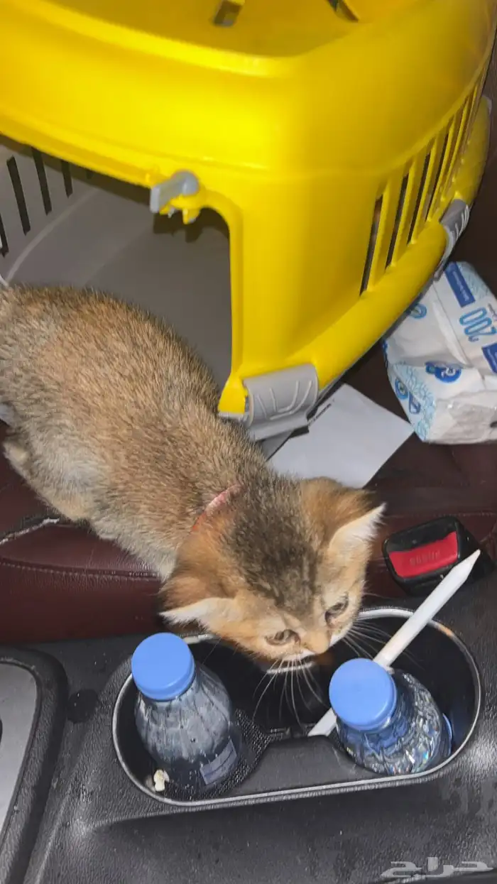 قط سكوتش فولد 1