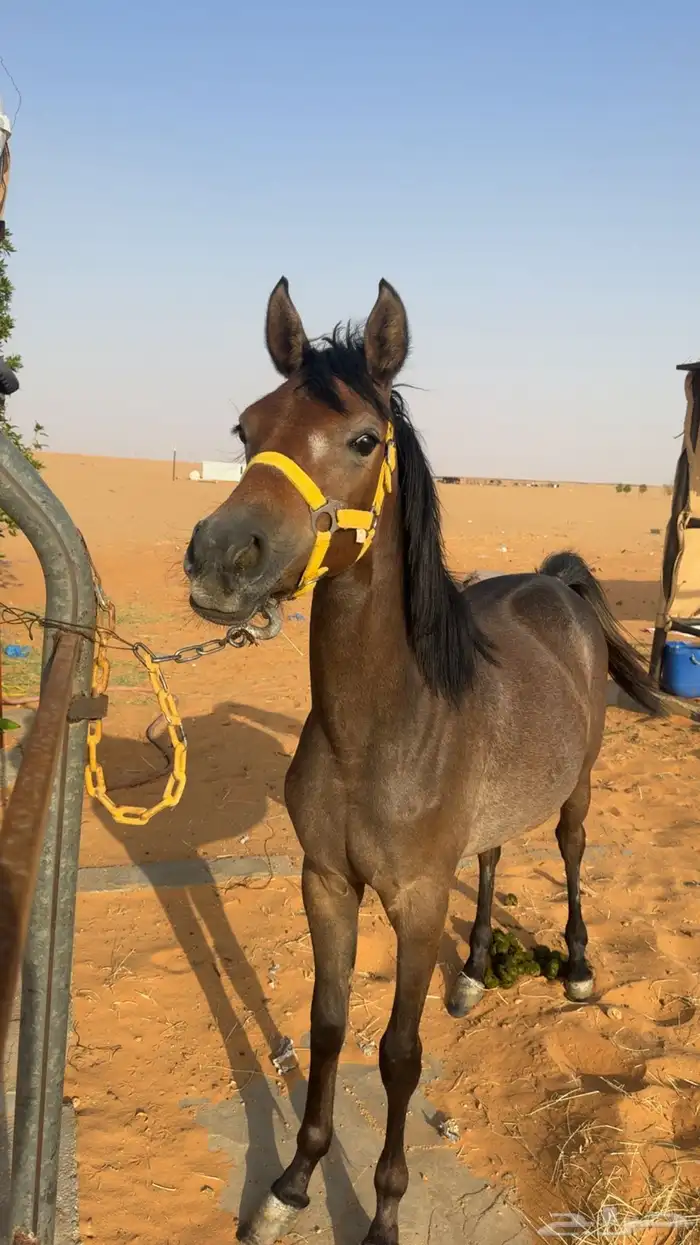 للبيع مهره شعبيه 4