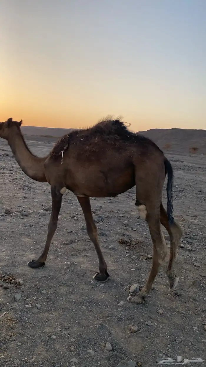 بكره للبيع 1