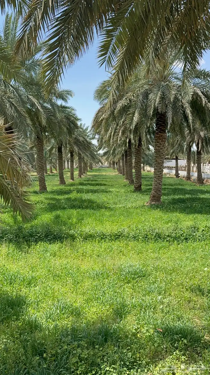 مزرعة للبيع في حريملاء 1