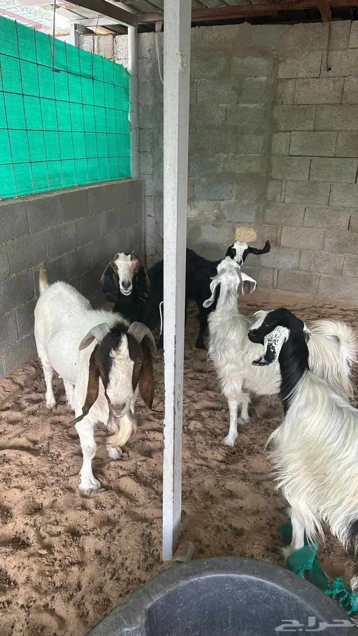 للبيع تيس بارقوت واربع عنق بلديات 3