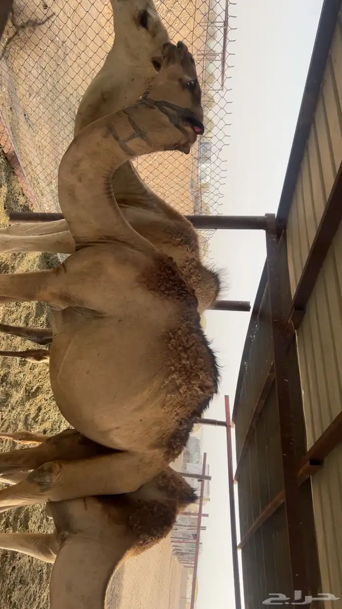قعدان سواحل مرابي 3شهور ونص 0