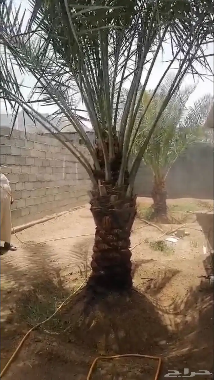 اسعد الله اوقاتكم عدد 6 نخيل اخلاص نجران امهات منتج 3