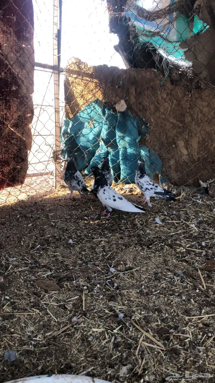 حمام تيديات 0