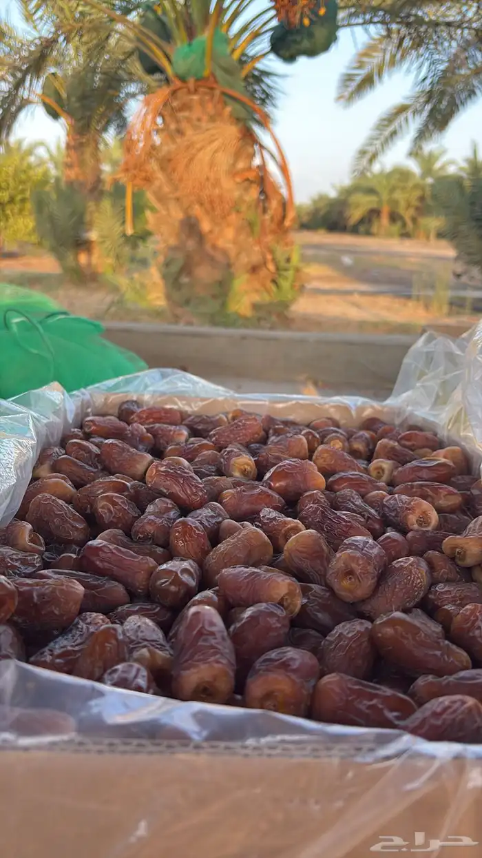 برني العيص 5