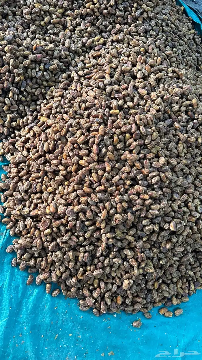 تمر صفري بيشة 0