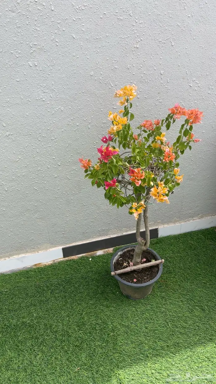 جهنميه مطعمه عدة ألوان 2