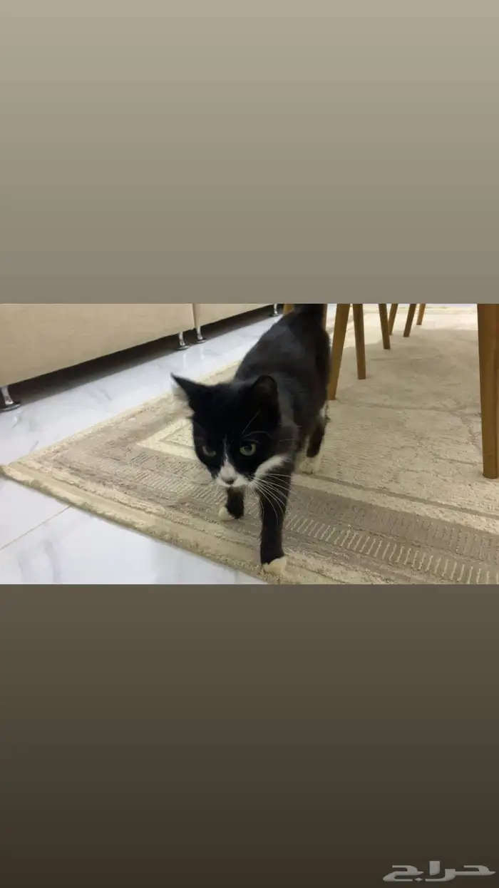 قطه للتبني 0