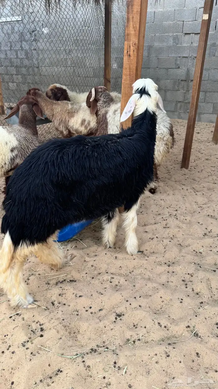 رخل نجديه 1