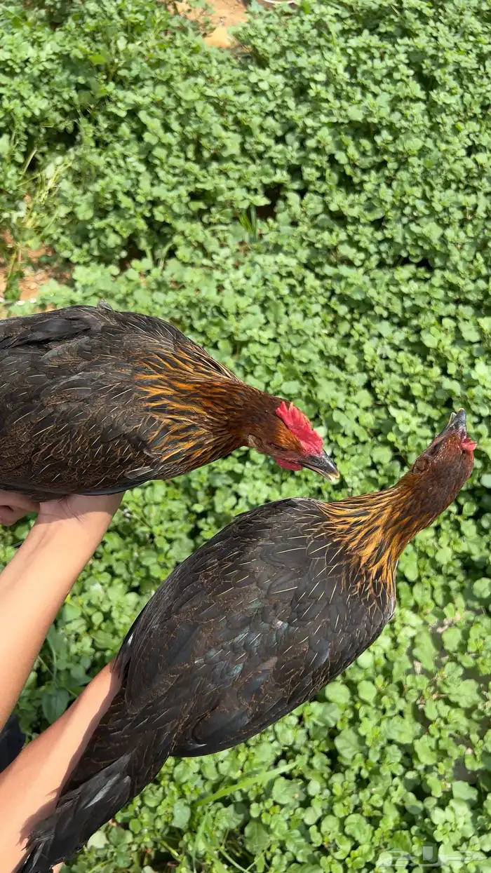 دجاج عربي فري فاخر 3