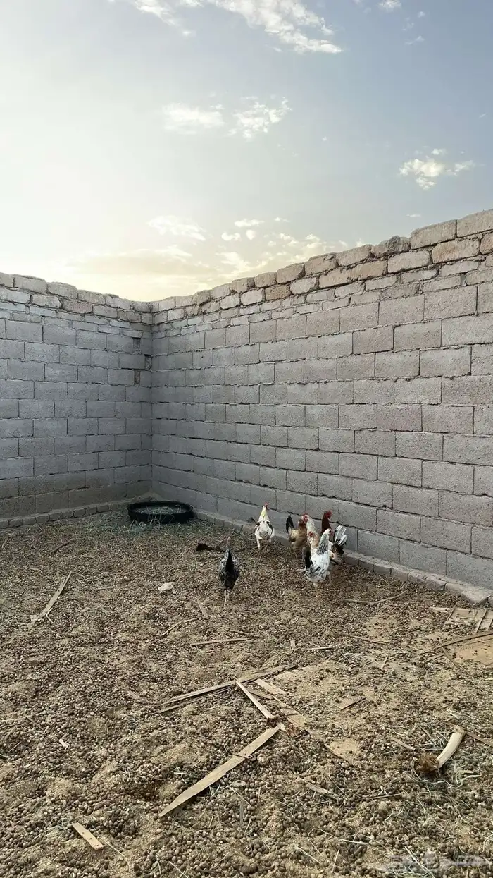 دجاج للبيع 4