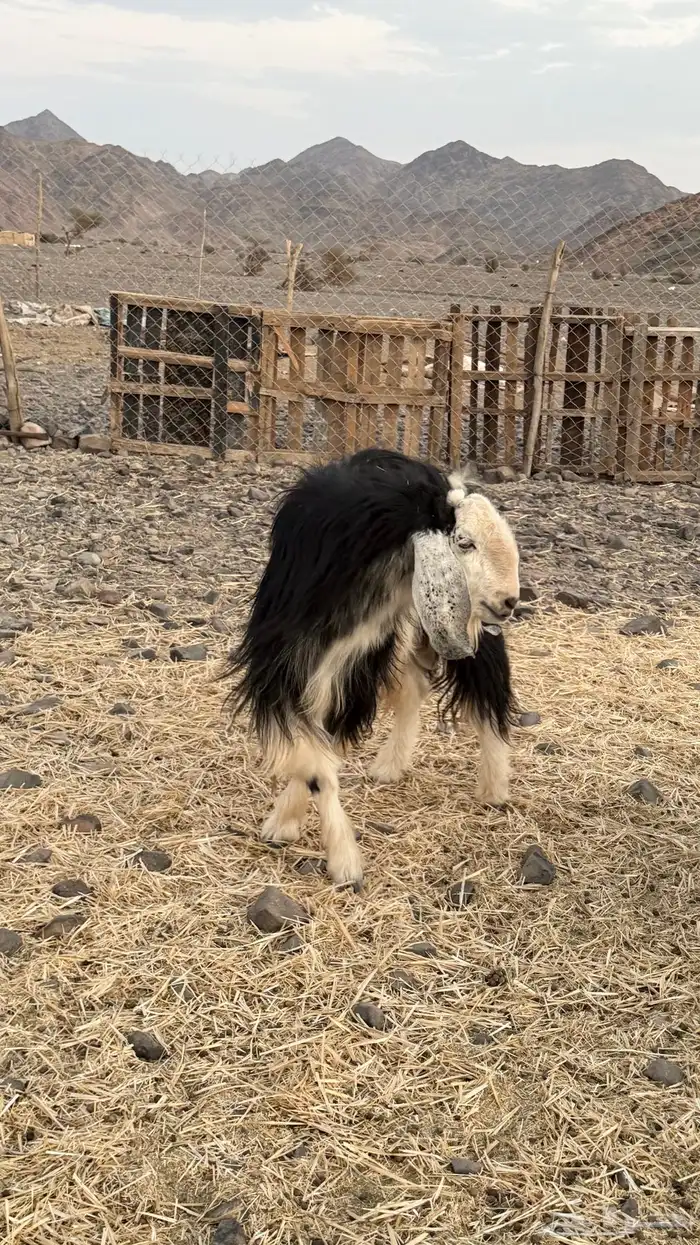 تيس فحل 1