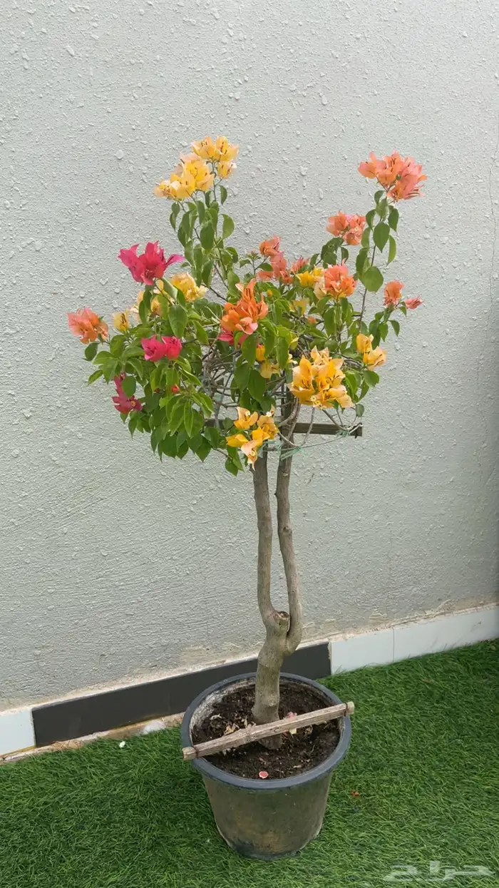 جهنميه مطعمه عدة ألوان 0