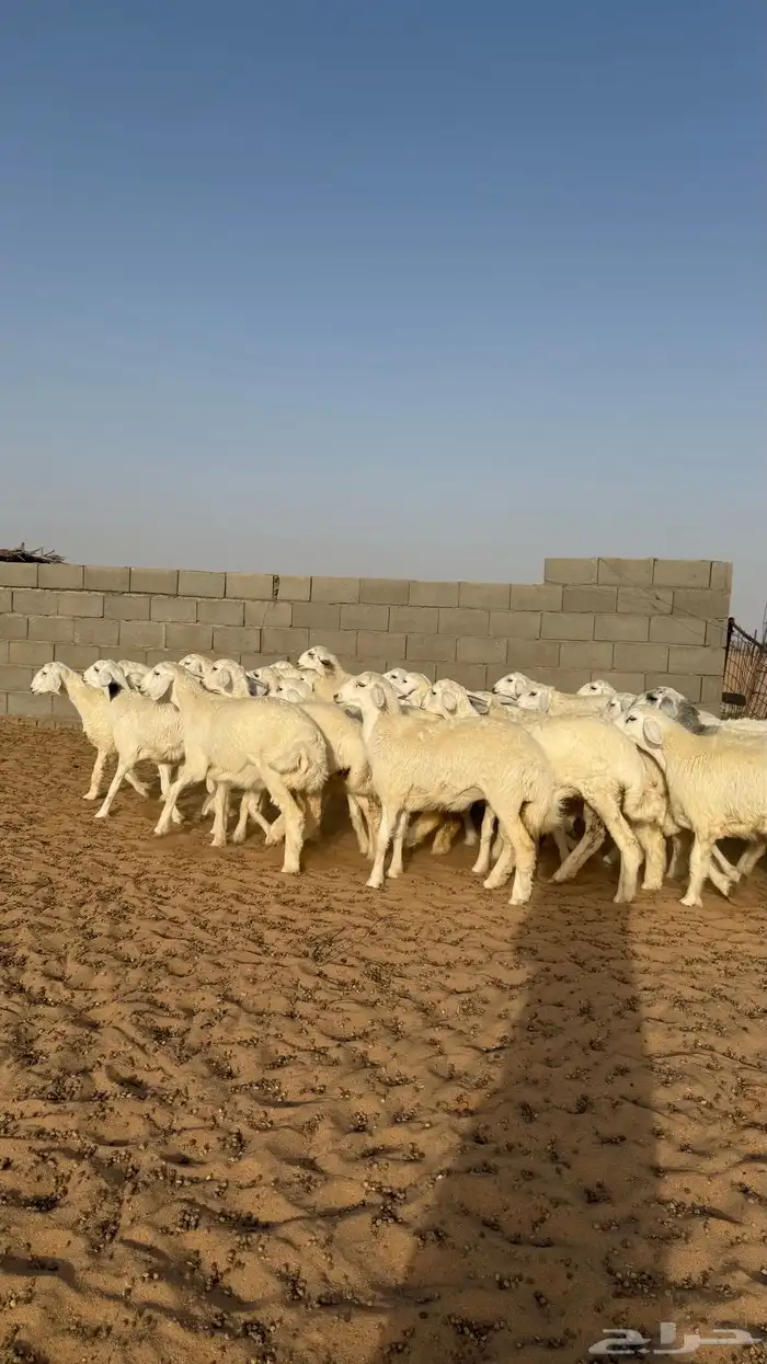 رخال جذعات حريات منوة مدورين الزين 10