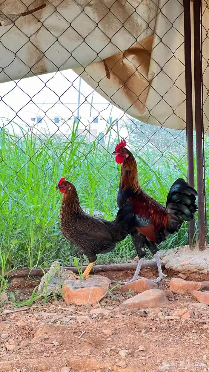 دجاج عربي فري فاخر 2