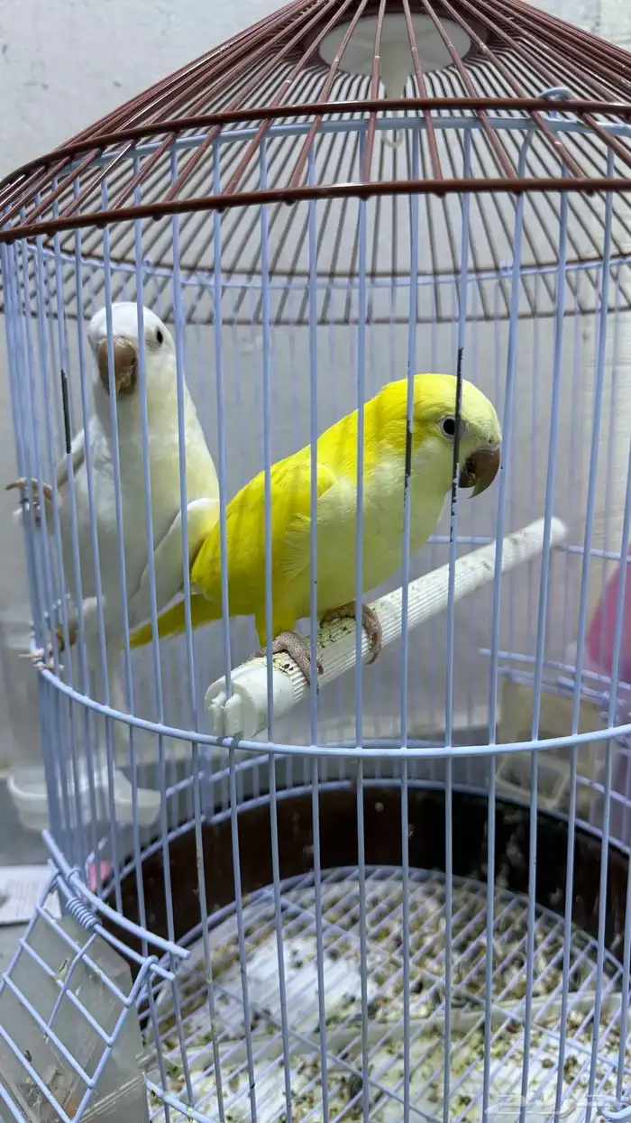 كويكر غير محلل 1