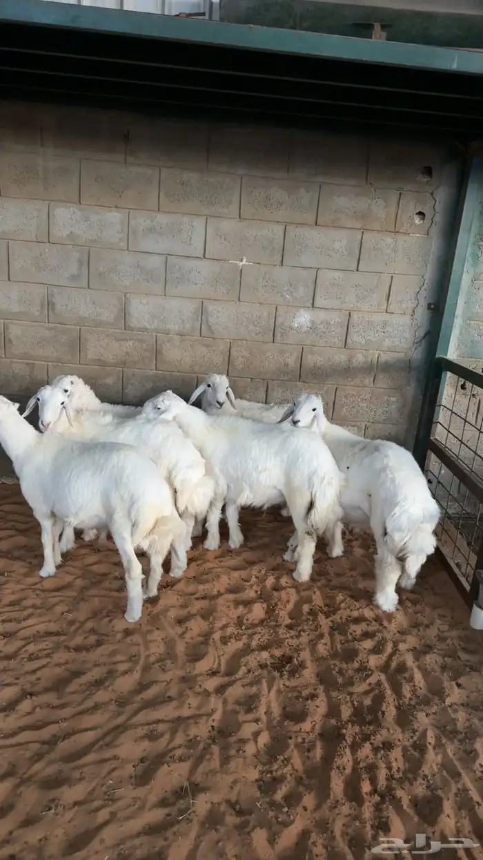 طليان حريات ذبايح 1