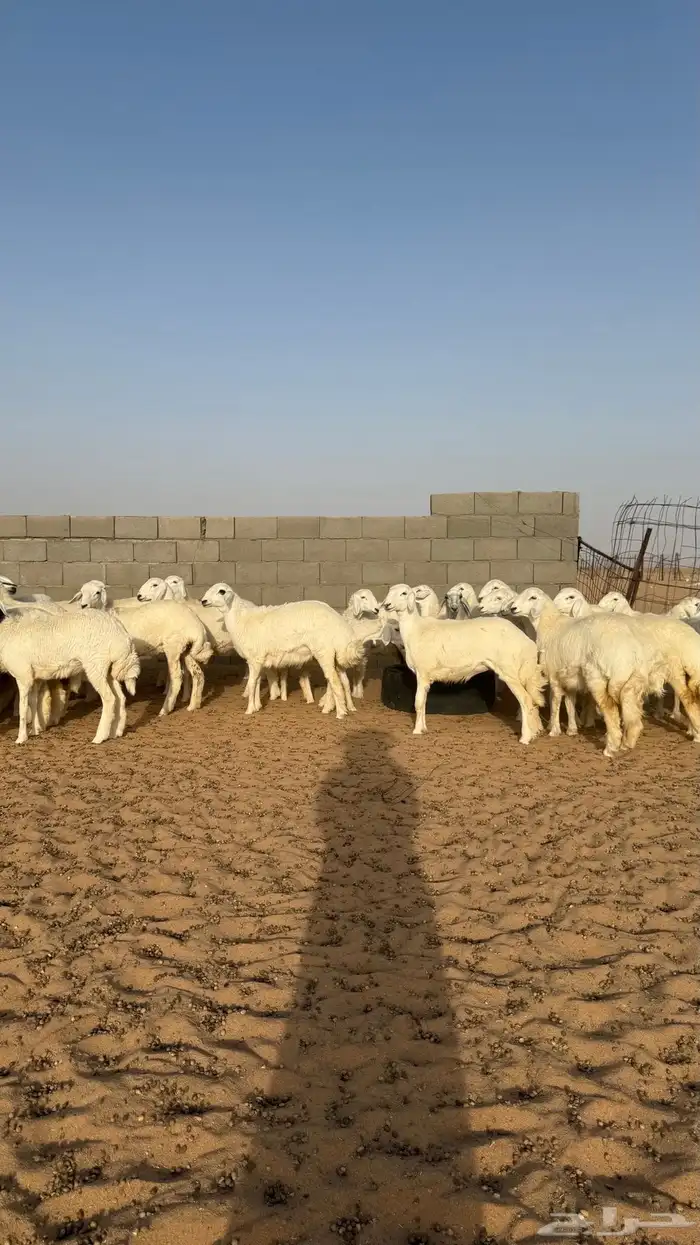 رخال جذعات حريات منوة مدورين الزين 1