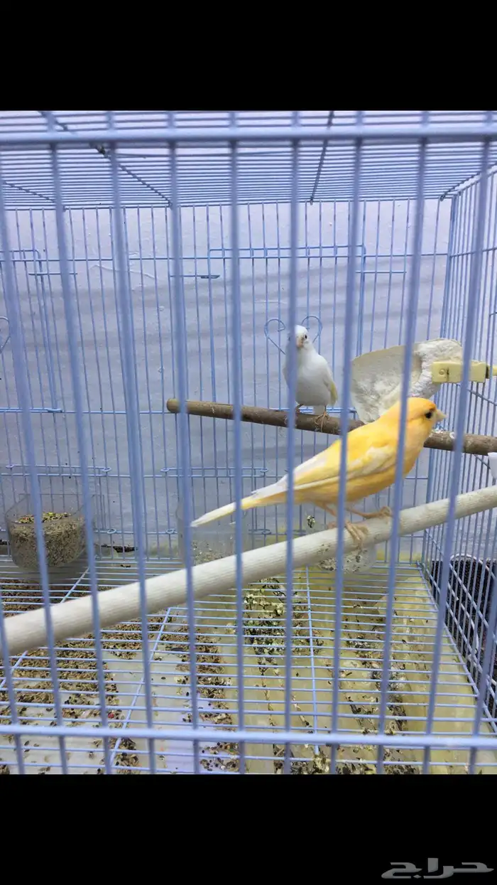 جوز كناري سوري 4