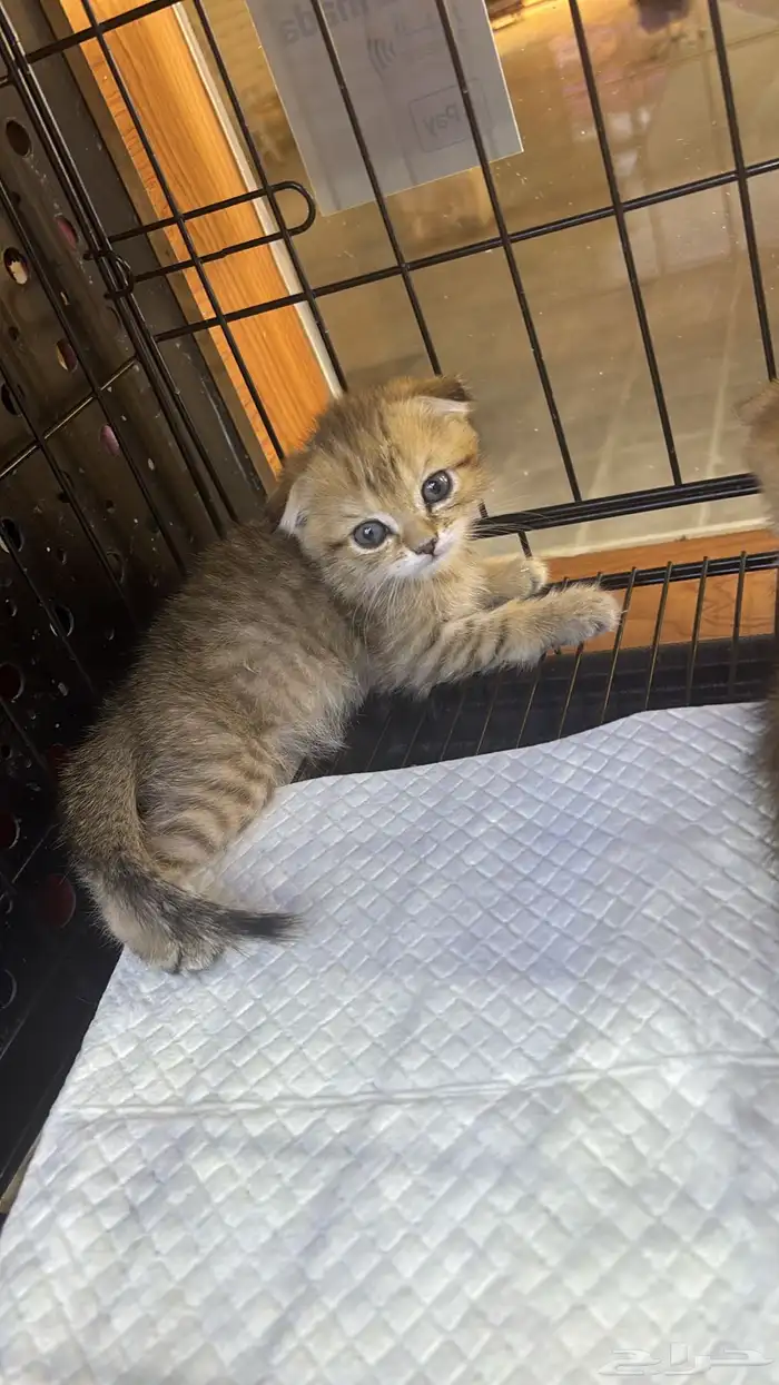 قط سكوتش فولد 0