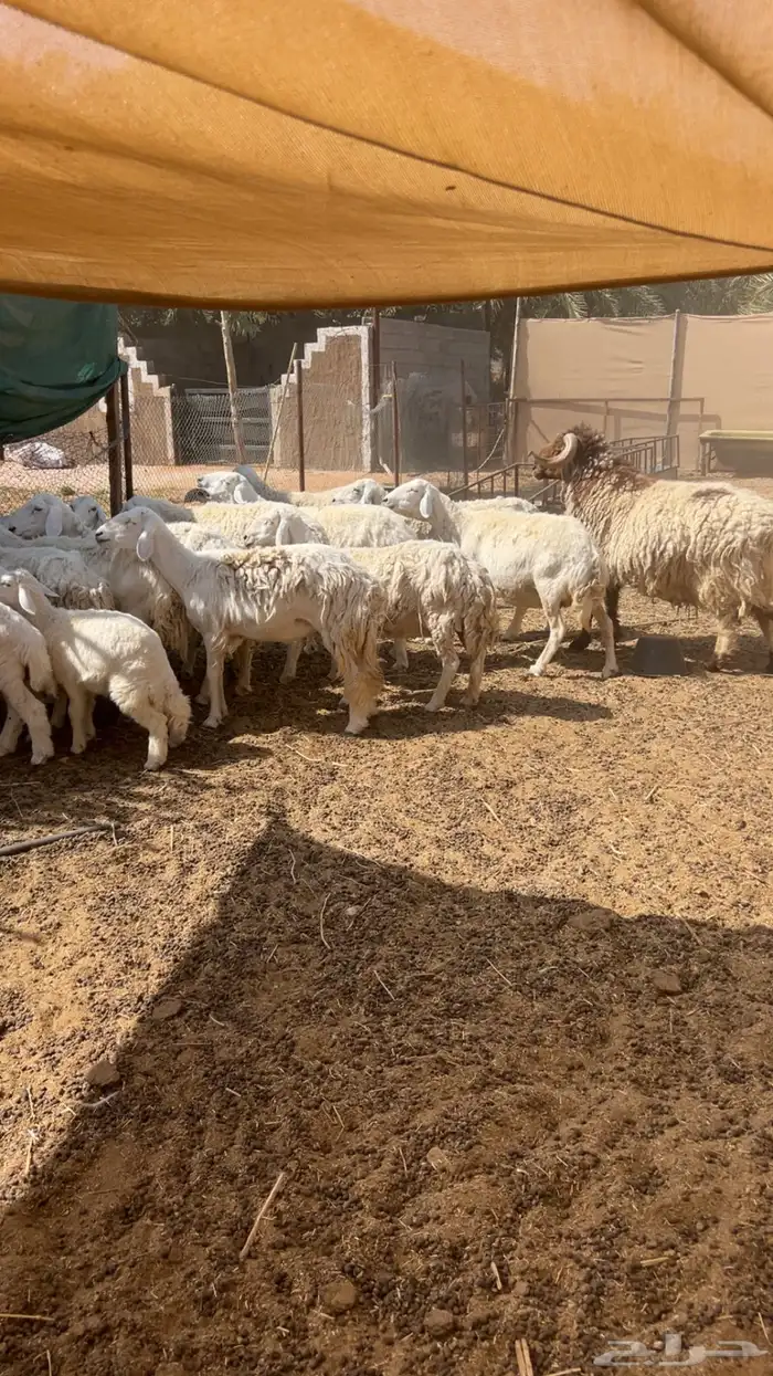 شياه حريات 0