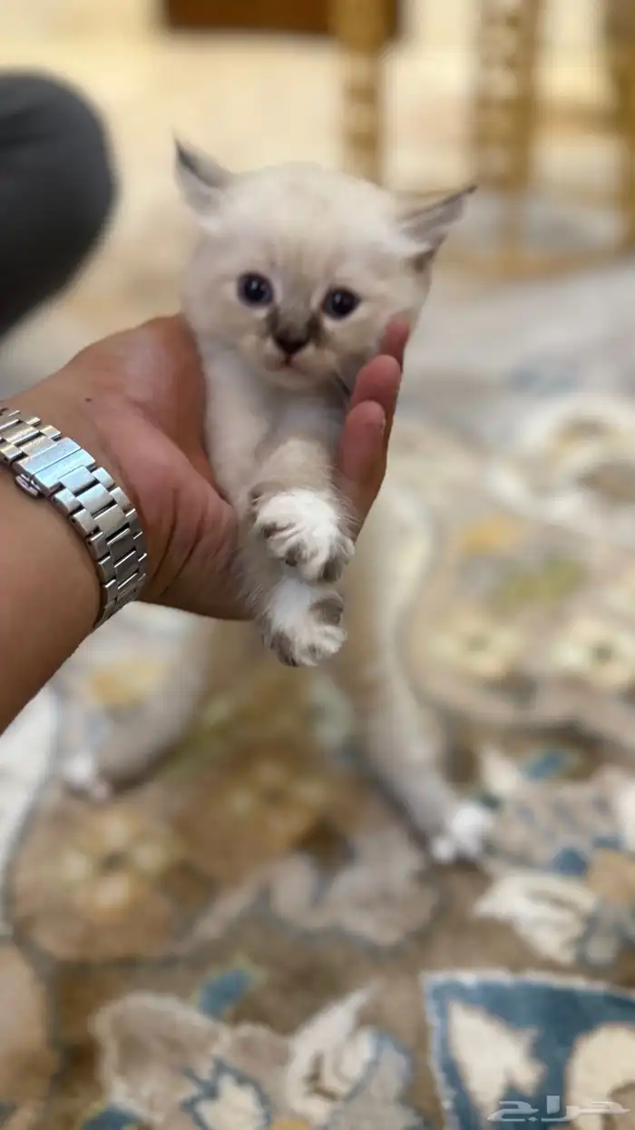 قطط هملايا 10
