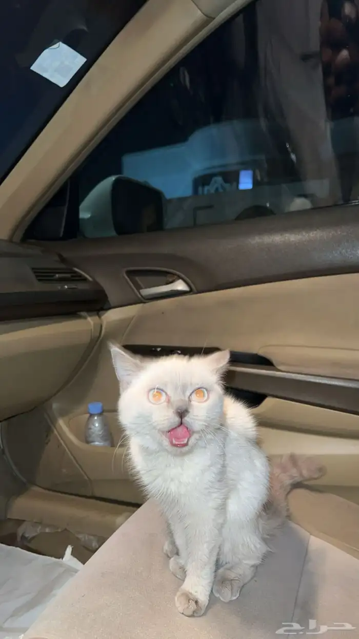 للبيع قطه هملايا انثى 1