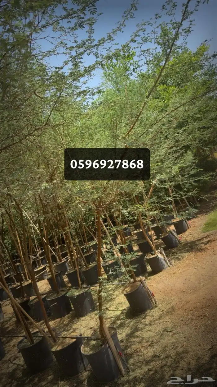 توريد اشجار 4