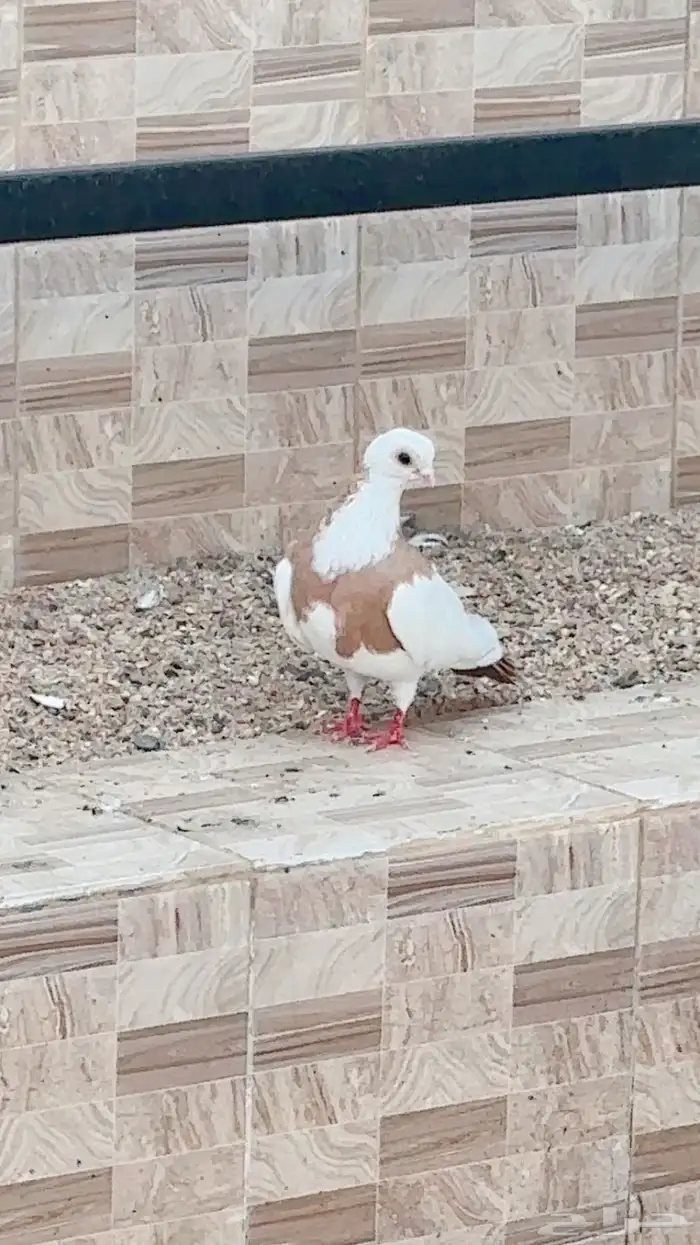 حمام قانزل 3