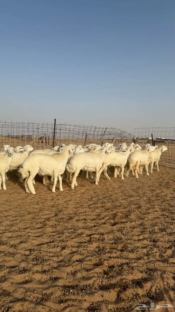 رخال جذعات حريات منوة مدورين الزين 4