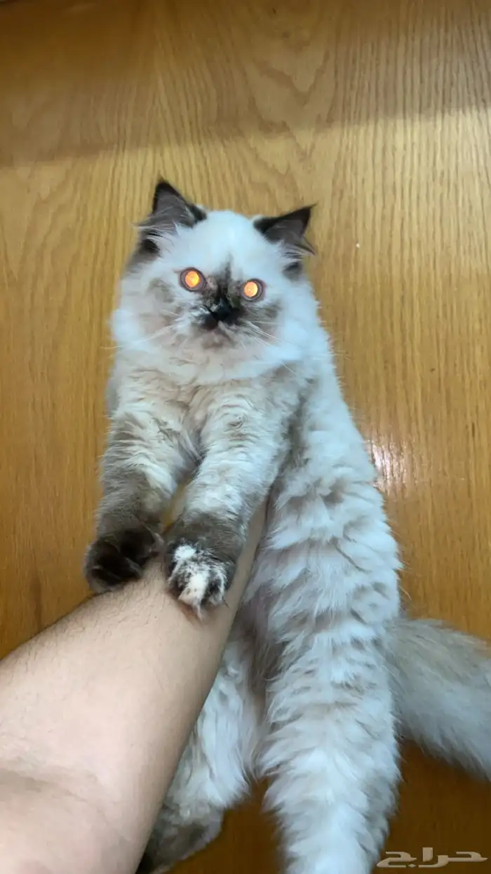 للبيع برتش شورت شوكلت ذكر   شيرازيه انثى 0