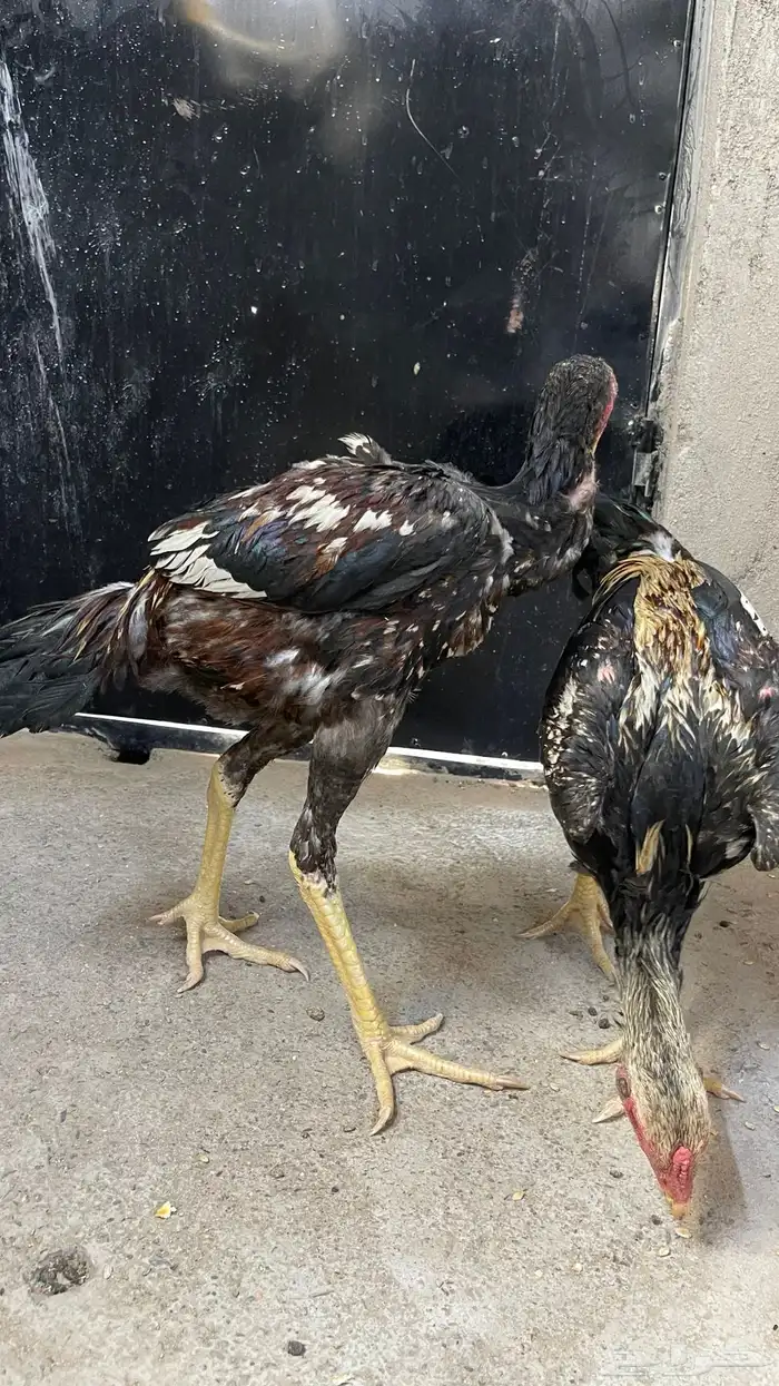 ديوك باكستاني 2