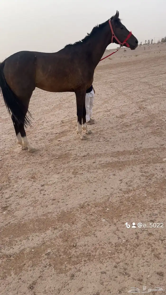 احصان اقلينزي سبوق 7