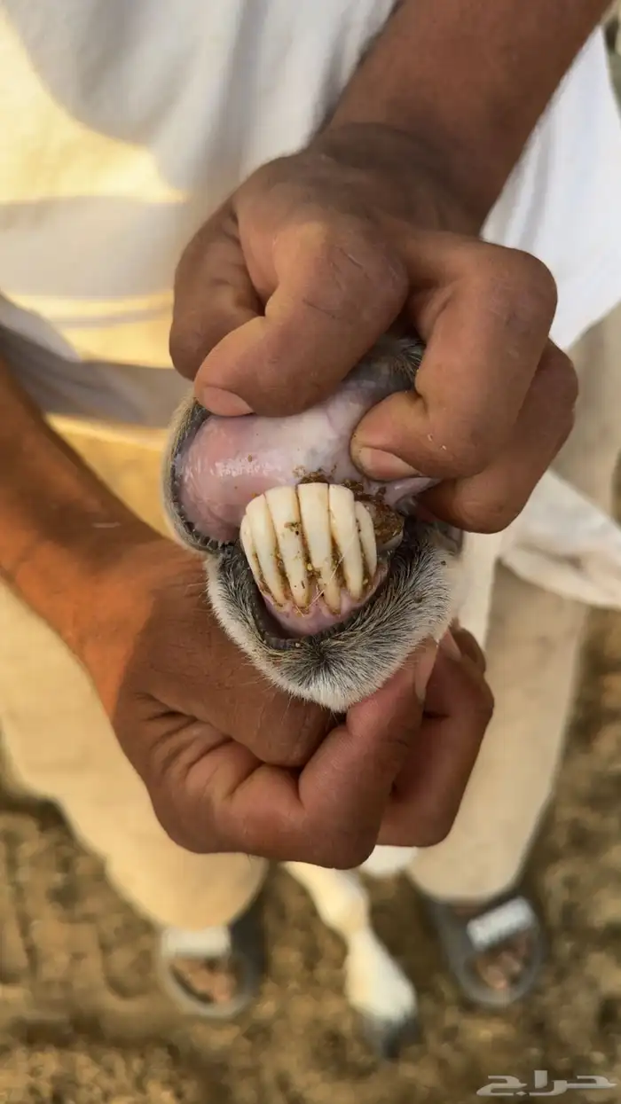 حريات متابيع عيالها ذبايح تم البيع 2