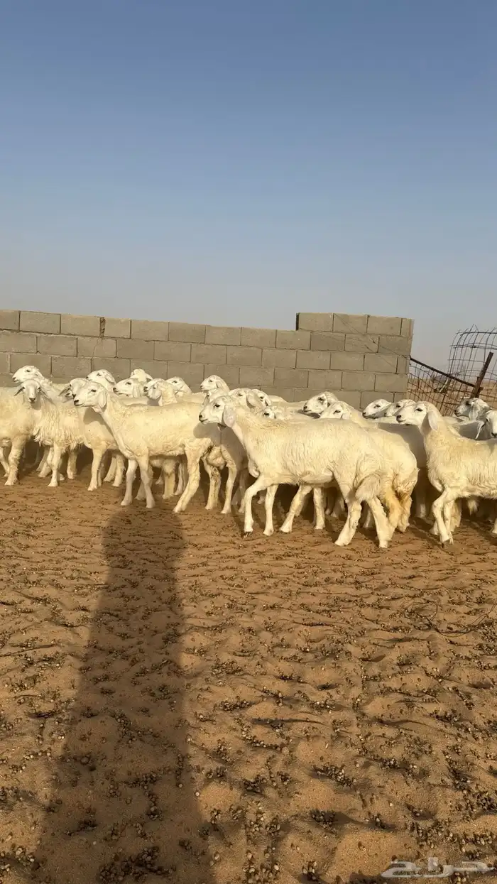 رخال جذعات حريات منوة مدورين الزين 13