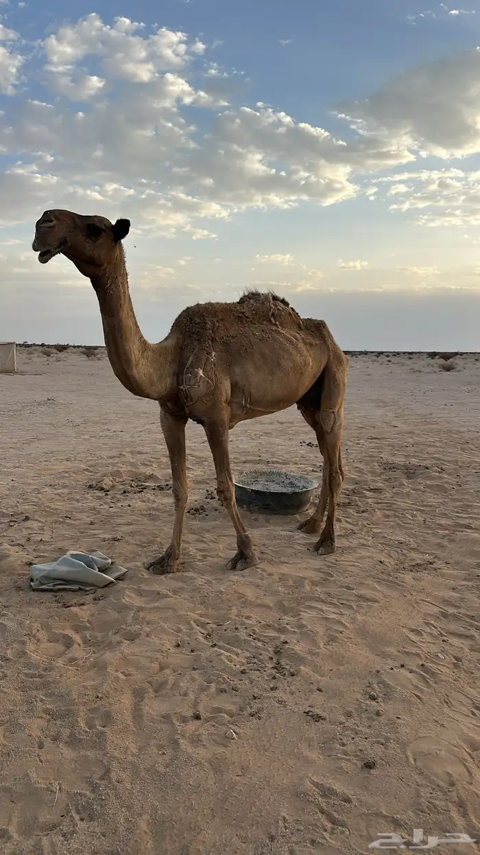 ناقه خفوت تضلع من يده  ناقة منتج إنتاجتها قوي 2