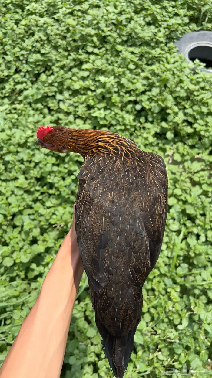 دجاج عربي فري فاخر 4