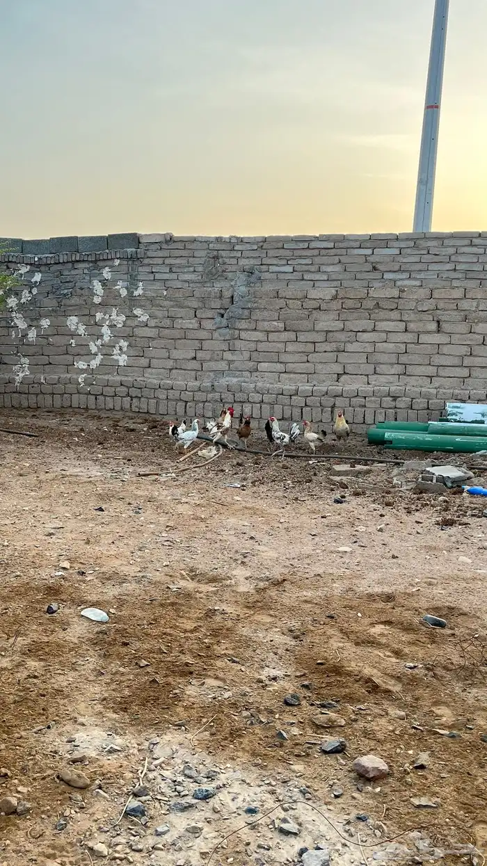 دجاج للبيع 6